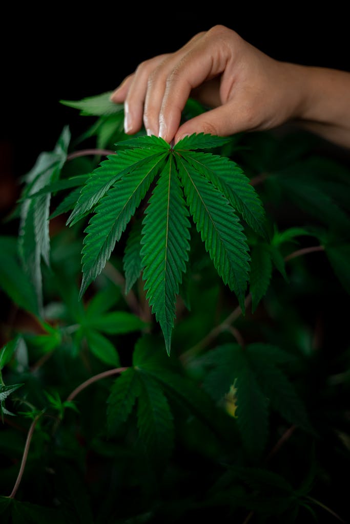 Photo of Person Holding Cannabis Plant